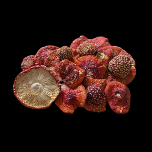Amanita Muscaria Pot Pourri Carpathian Mountains