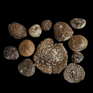 Amanita Regalis Pot Pourri Carpathian Mountains