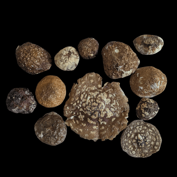 Amanita Regalis Pot Pourri Carpathian Mountains